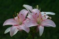 Lovely pink Asiatic lily