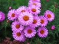Lovely pink asters flowering in a garden Royalty Free Stock Photo