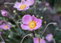 Lovely pink autumn flowers in a botanical garden