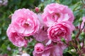 Lovely pink climbing roses