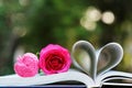 Lovely pink color rose on book roll into heart shape, soft color tone, sweet valentine presentation concept