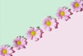 Lovely pink daisy flowers aligned in diagonal against pastel pink and green  background.Flat lay composition Royalty Free Stock Photo