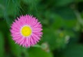 Lovely pink daisy Royalty Free Stock Photo