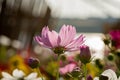 Lovely pink flower during summer time Royalty Free Stock Photo