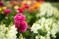 Lovely Pink Flowers Closeup Landscape Royalty Free Stock Photo