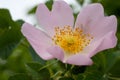 Lovely pink flowers of dog-rose Royalty Free Stock Photo