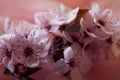 Lovely pink flowers spring on soft pink background. Amazing details of this gorgeous little flowers. Royalty Free Stock Photo