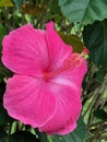 Lovely pink hibiscus flower in full bloom in Hawaii Royalty Free Stock Photo