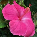 Lovely pink hibiscus flower in full bloom in Hawaii Royalty Free Stock Photo