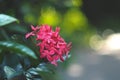 Lovely pink Ixora flower