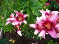 Lovely pink Lilies blooming in summer