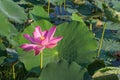 Beautiful pink lotus flower blooming on water pond in summer Royalty Free Stock Photo