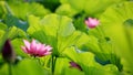 Lovely pink lotus flowers blooming among lush leaves in a pond under bright summer sunshine Royalty Free Stock Photo