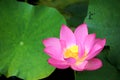 Lovely pink lotus flowers blooming among lush leaves in a pond under bright summer sunshine Royalty Free Stock Photo