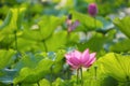 Lovely pink lotus flowers blooming among lush leaves in a pond under bright summer sunshine