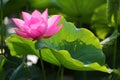 Lovely pink lotus flowers blooming among lush leaves in a pond under bright summer sunshine