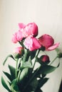 Lovely pink peonies on rustic white wooden background top view, Royalty Free Stock Photo