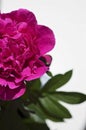 A lovely pink peony and green leaves on a warm sunny day in Finland with white background