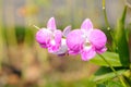 Lovely Pink Phaleonopsis Orchids Royalty Free Stock Photo