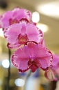 Lovely Pink Phaleonopsis Orchid Royalty Free Stock Photo