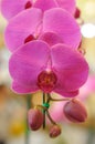 Lovely Pink Phaleonopsis Orchid Royalty Free Stock Photo