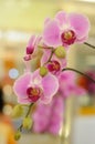 Lovely Pink Phaleonopsis Orchids Royalty Free Stock Photo