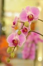 Lovely Pink Phaleonopsis Orchids Royalty Free Stock Photo