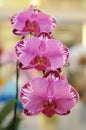 Lovely Pink Phaleonopsis Orchids Royalty Free Stock Photo