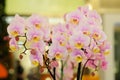 Lovely Pink Phaleonopsis Orchids Royalty Free Stock Photo