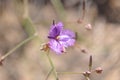 Lovely Pink Purple flowers for the Common Fringe-Lily Royalty Free Stock Photo