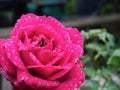 Lovely pink rose flower with raindrops on it against out of focus background Royalty Free Stock Photo