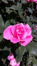 Lovely pink rose