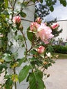 Lovely pink roses in the park