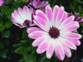 Lovely pink Spanish daisy in the rain Royalty Free Stock Photo