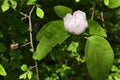 Lovely pink to white flower of Quince tree, latin name Cydonia Oblonga