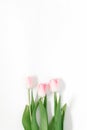 Lovely pink tulips in the background. Beautiful spring flowers. Card for the holiday Royalty Free Stock Photo