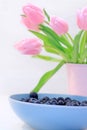 Lovely pink tulips and blueberries Royalty Free Stock Photo