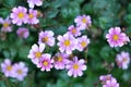 Lovely pink Wild Cosmos Flowers