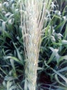 Lovely plant of wheat green growing
