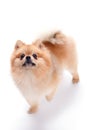 Lovely pomeranian spitz puppy. Royalty Free Stock Photo