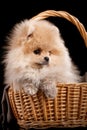 Lovely Pomeranian Spitz puppy sits inside a wicker basket. Royalty Free Stock Photo