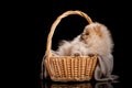 Lovely Pomeranian Spitz puppy sits inside a wicker basket. Royalty Free Stock Photo