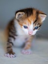 Lovely portrait of a cute tricolor newborn kitten with blue eyes