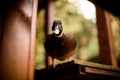 lovely portrait of duck standing on wooden platform on the blurry background