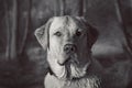 Lovely portrait of labrador retriever