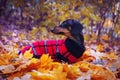 Lovely portrait of look at camera dog Dachshund breed, black and tan, in a red and black wear sweater sits among the yellow foli Royalty Free Stock Photo