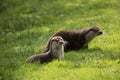 Lovely portrait of otter Mustelidae Lutrinae in Summer sunlight on lush grass