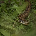 Lovely portrait of otter Mustelidae Lutrinae in Summer sunlight on lush grass