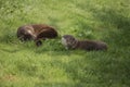 Lovely portrait of otter Mustelidae Lutrinae in Summer sunlight on lush grass