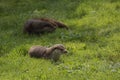 Lovely portrait of otter Mustelidae Lutrinae in Summer sunlight on lush grass